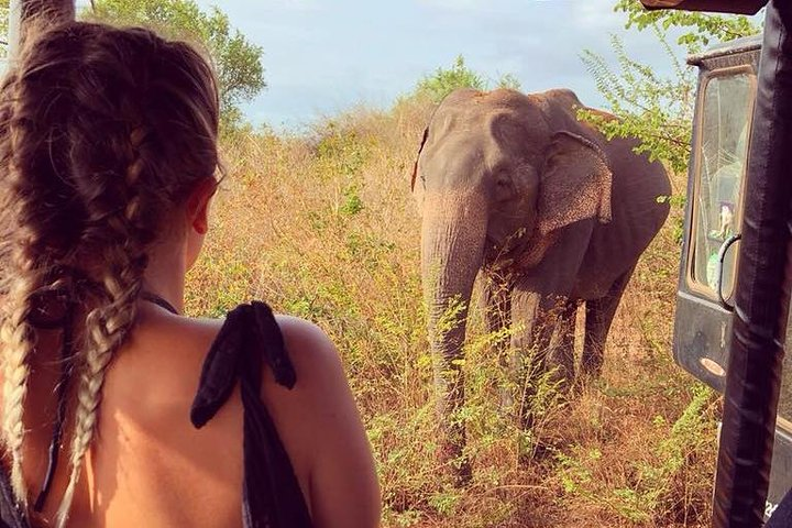 4 Day Tour to Kandy Nuwara Eliya Ella & udawalawe safari from Colombo - Photo 1 of 12